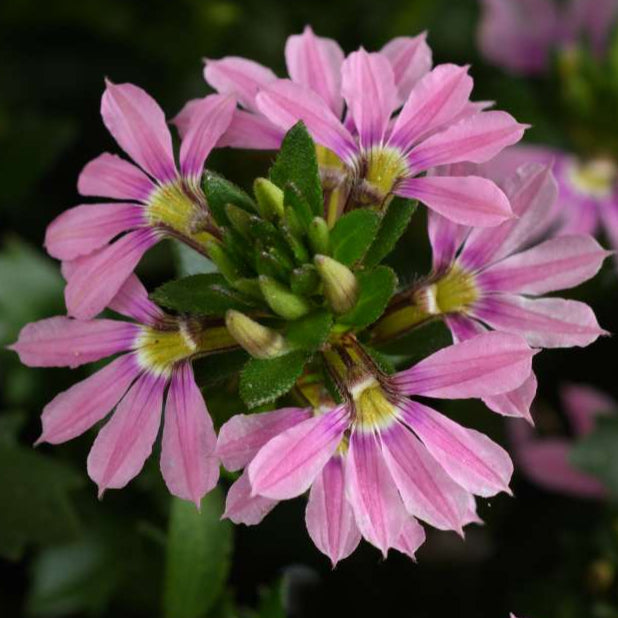 Bilde av Scaevola Touch™ Baby Pink, 2 For 79,90-Spanne Plantesalg