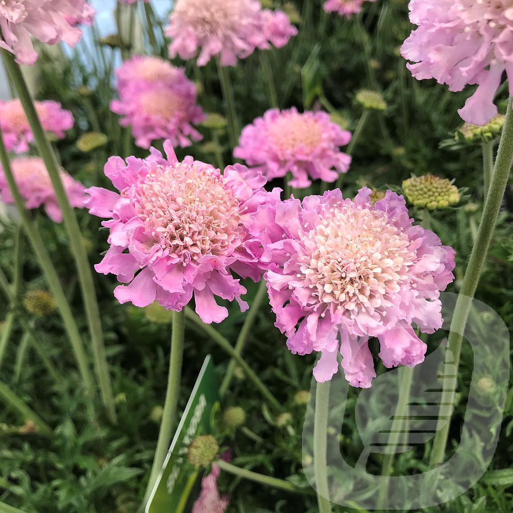 Bilde av Scabiosa Columbaria Pink Mist-Spanne Plantesalg