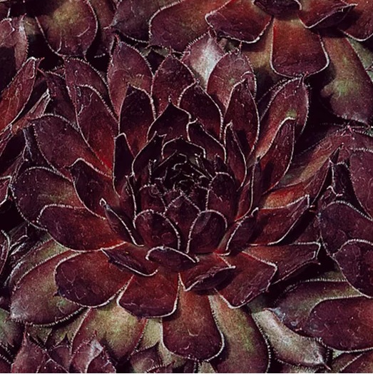 Bilde av Sempervivum 'Granat'-Spanne Plantesalg