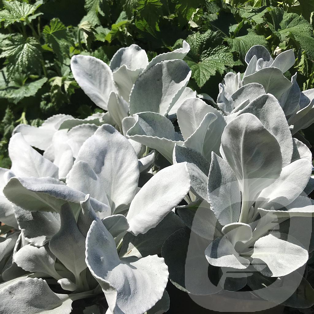 Bilde av Senecio Angel Wings-Spanne Plantesalg