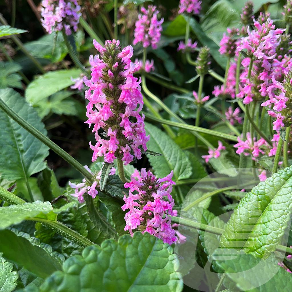 Bilde av Stachys Pink Cotton Candy-Spanne Plantesalg