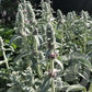 Bilde av Stachys Byzantina Silver Carpet-Spanne Plantesalg