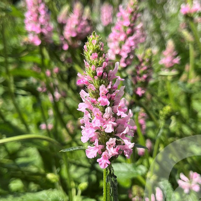 Bilde av Stachys Summer Crush-Spanne Plantesalg