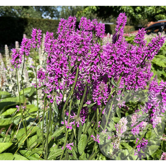 Bilde av Stachys Summer Romance-Spanne Plantesalg