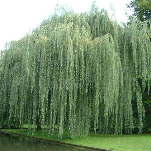 Bilde av Salix alba Tristis'-Spanne Plantesalg