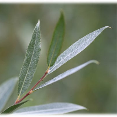 Bilde av Salix alba var. sericea SØLVE®-Spanne Plantesalg