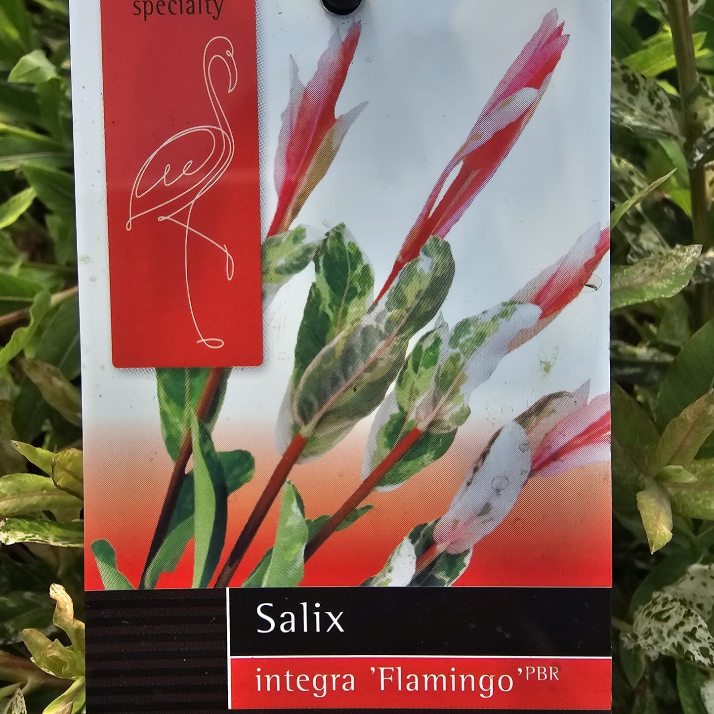 Bilde av Salix integra 'Flamingo' ® 100cm st-Spanne Plantesalg