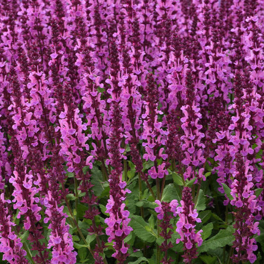 Bilde av Salvia sylv. 'Rose Marvel'-Spanne Plantesalg