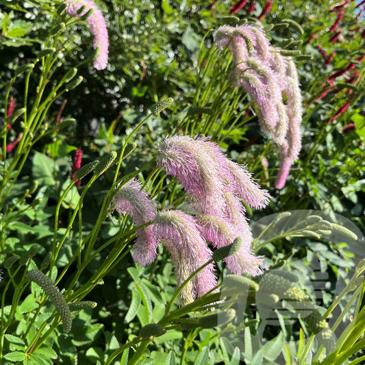 Bilde av Sanguisorba Pink Brushes-Spanne Plantesalg