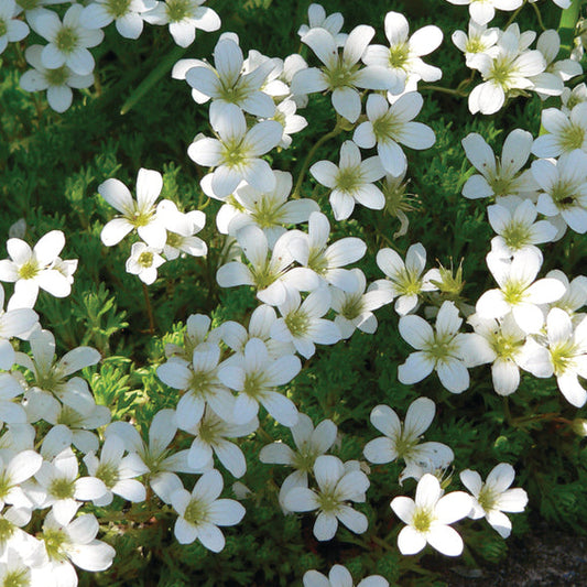 Bilde av Saxifraga moschata 'White Pixie'-Spanne Plantesalg