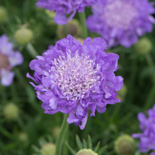 Bilde av Scabiosa Columbaria Mariposa Blue-Spanne Plantesalg