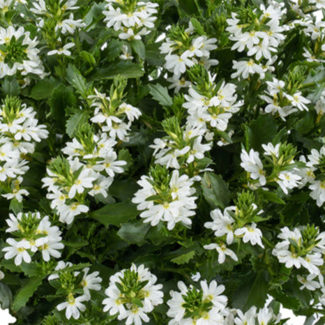 Bilde av Scaevola aemula Fancy White , 2 For 79,90-Spanne Plantesalg