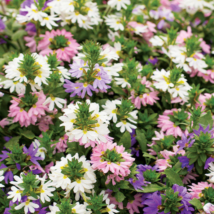 Bilde av Scaevola aemula Fancy Mix , Pr stk kr 59,90-Spanne Plantesalg