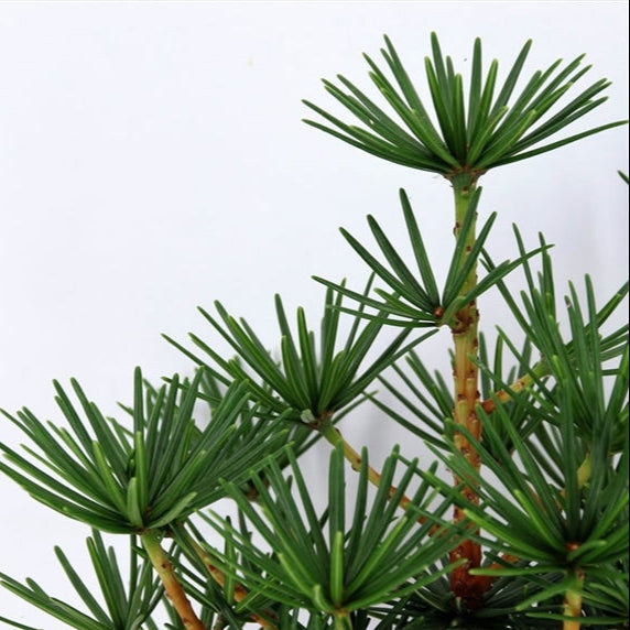 Bilde av Sciadopitys verticillata Green Diamond-Spanne Plantesalg