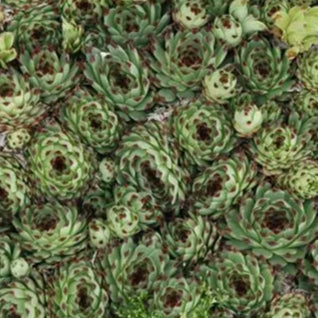 Bilde av Sempervivum tectorum pyrenaicum-Spanne Plantesalg