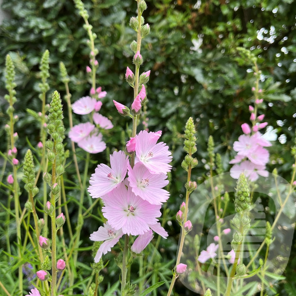 Bilde av Sidalcea Little Princess-Spanne Plantesalg