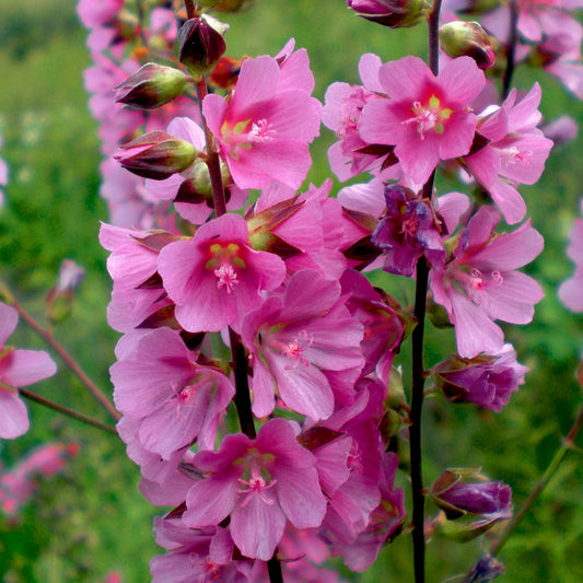 Bilde av Sidalcea 'Candy Girl'-Spanne Plantesalg