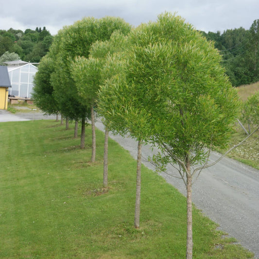 Bilde av Salix euxina 'Bullata' TRYGVE®-Spanne Plantesalg