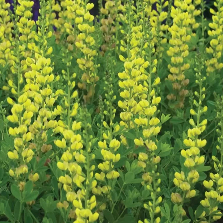 Bilde av Baptisia 'Solar Flare'-Spanne Plantesalg