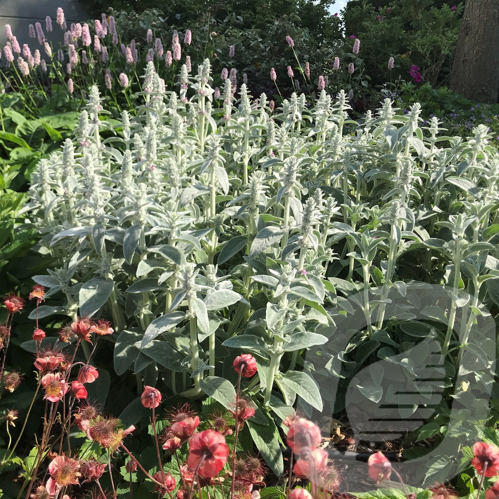 Bilde av Stachys Byzantina Silver Carpet-Spanne Plantesalg