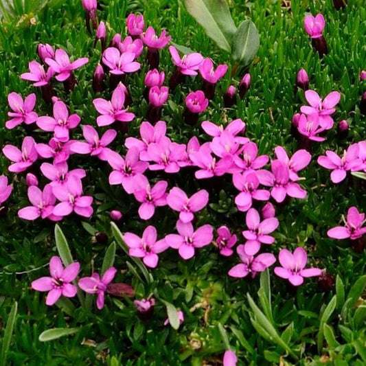 Bilde av Silene acaulis 'Floribunda'-Spanne Plantesalg