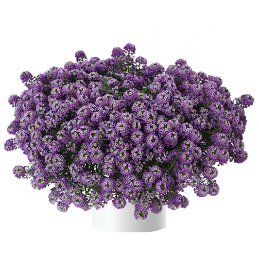 Bilde av Lobularia Stream™ Lavender, 2 For 79,90-Spanne Plantesalg