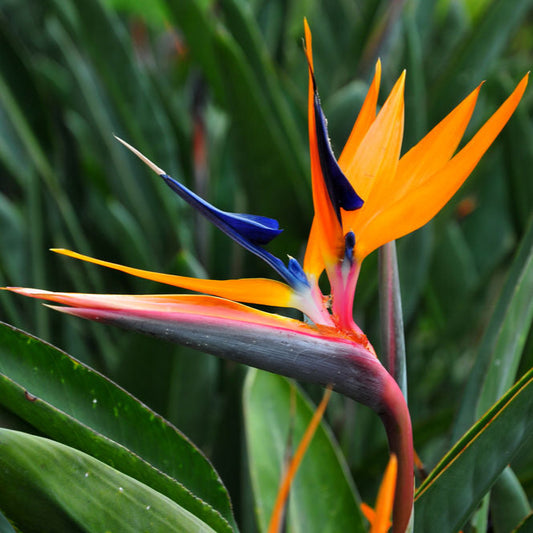 Bilde av Strelitzia juncea-Spanne Plantesalg