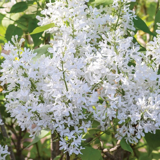 Bilde av Syringa Flowerfesta® White-Spanne Plantesalg