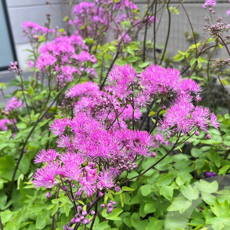 Bilde av Thalictrum Black Stockings-Spanne Plantesalg