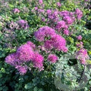 Bilde av Thalictrum Little Pinkie-Spanne Plantesalg