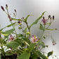 Bilde av Tricyrtis Autumn Glow-Spanne Plantesalg