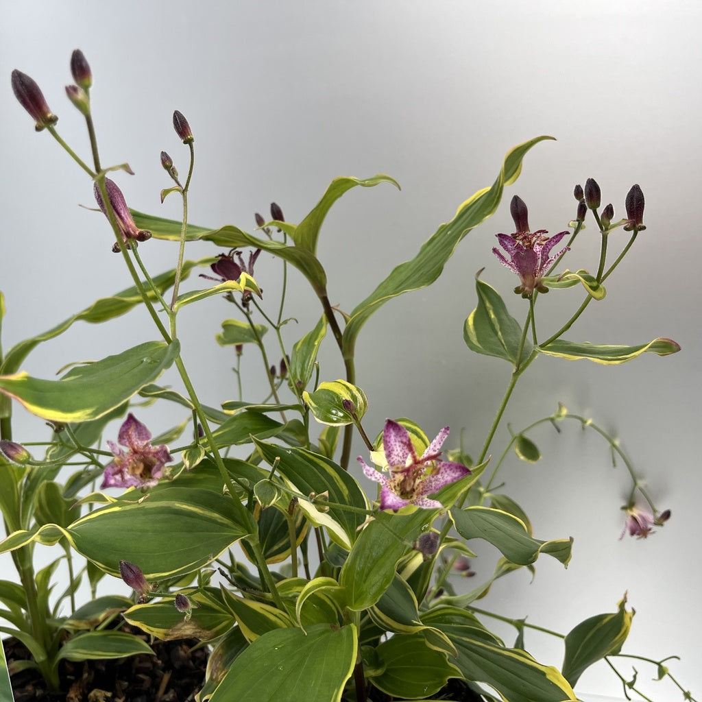 Bilde av Tricyrtis Autumn Glow-Spanne Plantesalg