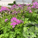 Bilde av Thalictrum Black Stockings-Spanne Plantesalg