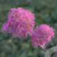 Bilde av Thalictrum Little Pinkie-Spanne Plantesalg