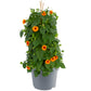 Bilde av Thunbergia Sunny Susy® New Orange-Spanne Plantesalg