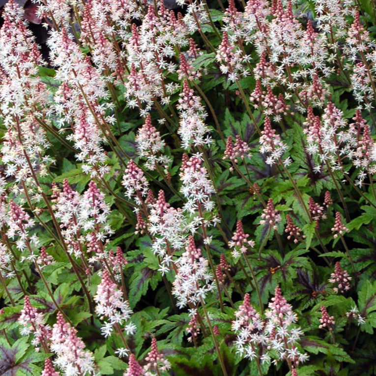 Bilde av Tiarella 'Sugar and Spice'-Spanne Plantesalg