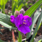 Bilde av Tradescantia Js Brainstorm®-Spanne Plantesalg