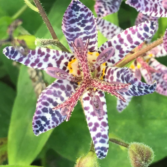 Bilde av Tricyrtis form. 'Dark Beauty'-Spanne Plantesalg