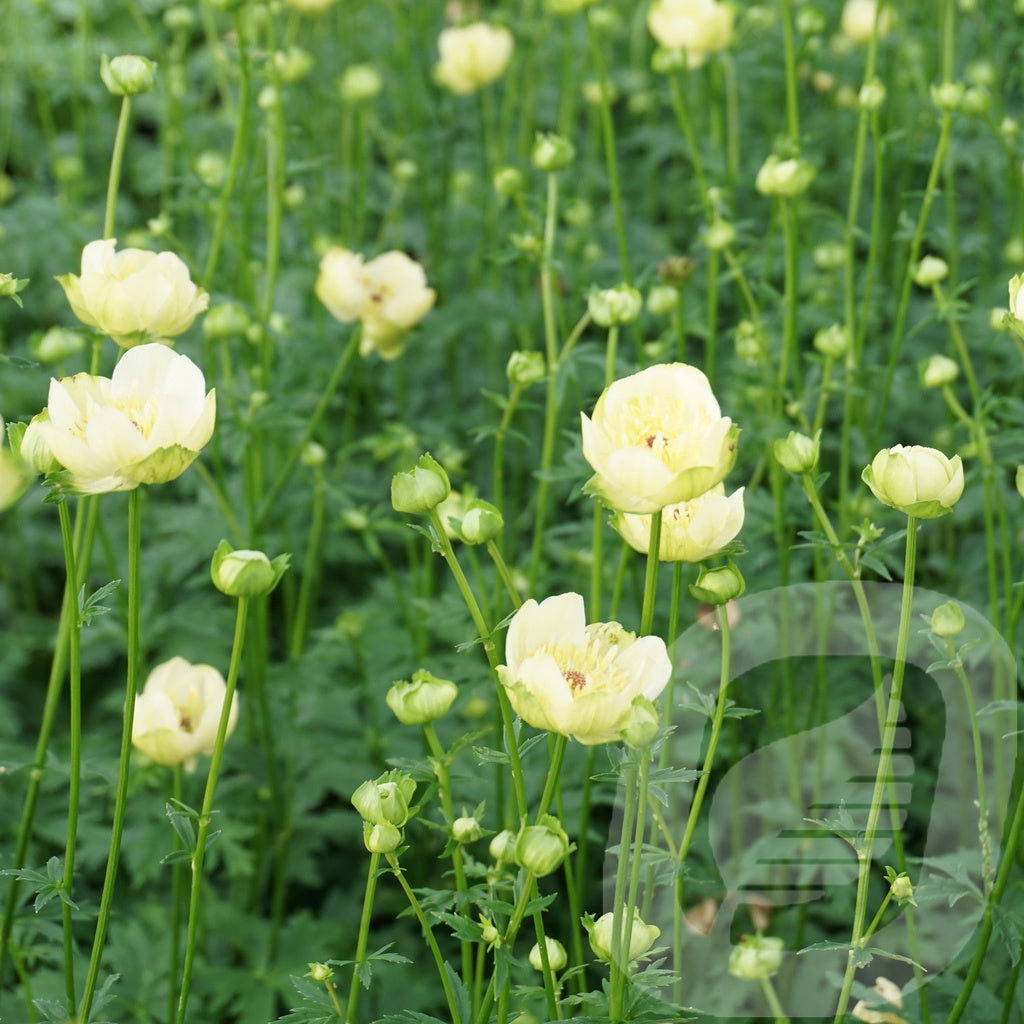 Bilde av Trollius Cheddar-Spanne Plantesalg