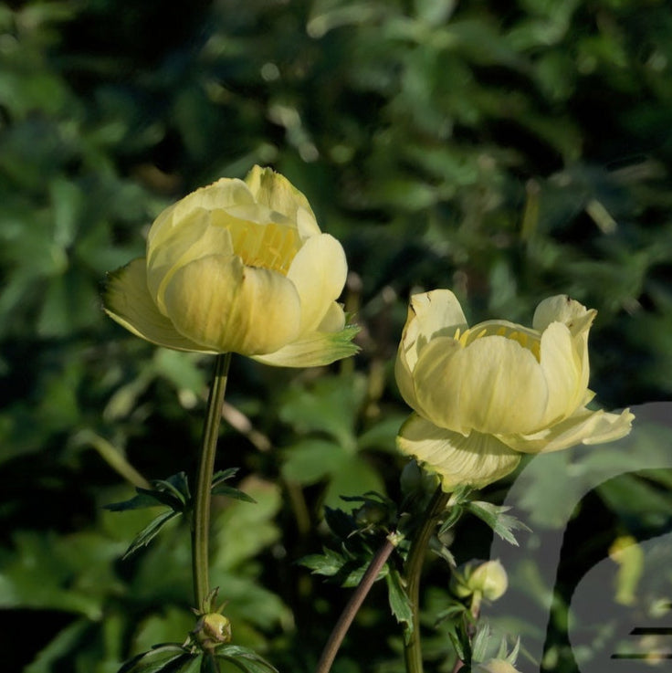 Bilde av Trollius Cheddar-Spanne Plantesalg