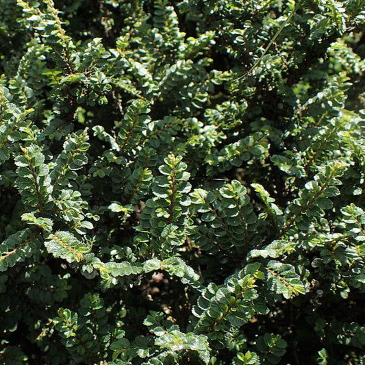 Bilde av Ulmus parvifolia 'Hokkaido'-Spanne Plantesalg