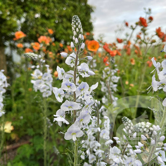 Bilde av Veronica Tissington White-Spanne Plantesalg