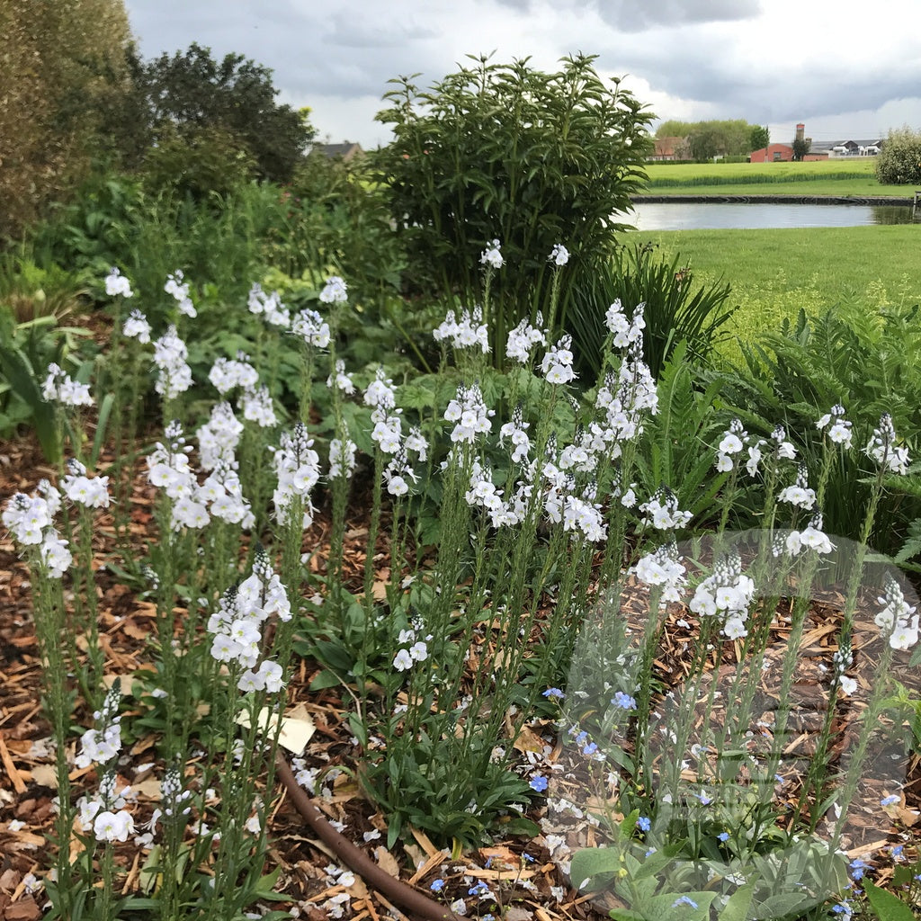 Bilde av Veronica Tissington White-Spanne Plantesalg