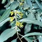 Bilde av Elaeagnus 'Quicksilver'-Spanne Plantesalg