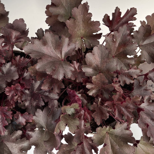 Bilde av Heuchera Crazy Rasta-Spanne Plantesalg