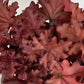 Bilde av Heuchera Boysenberry-Spanne Plantesalg