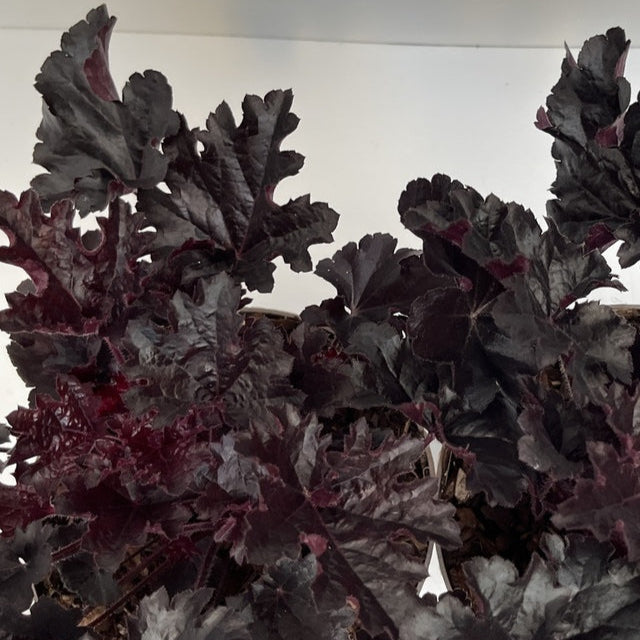 Bilde av Heuchera Timeless Night-Spanne Plantesalg