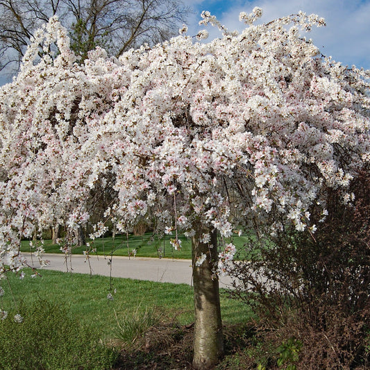 Bilde av Prunus yedoensis 'Ivensii'-Spanne Plantesalg