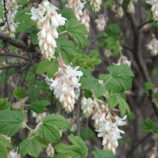 Bilde av Ribes sang. 'Oregon Snowflake'-Spanne Plantesalg