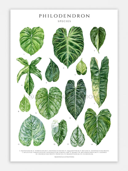 Bilde av A2 plakat (42 x 59 4 cm) stueplanter-Spanne Plantesalg